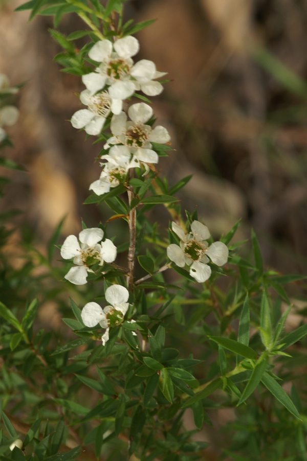 Leptospermum continentale
